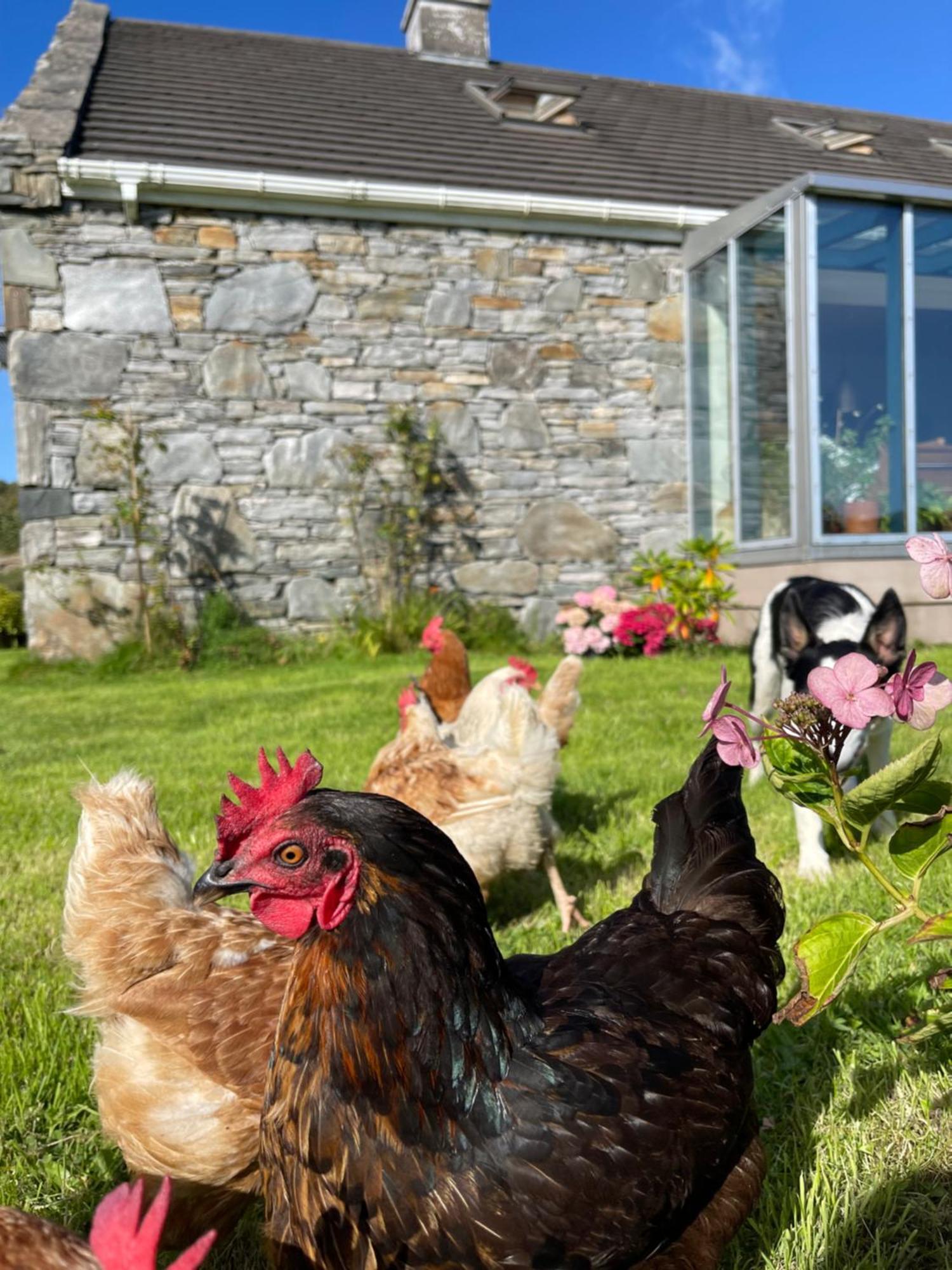 Shanakeever Farm - 3 Bedroom Apartment Clifden Luaran gambar